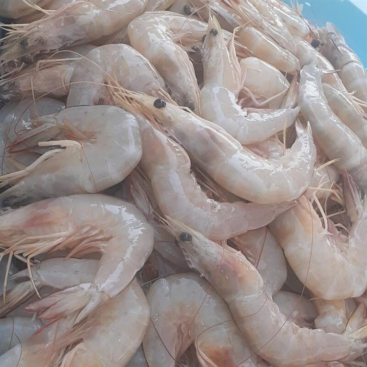 میگو سره سایز عالی صیدروز